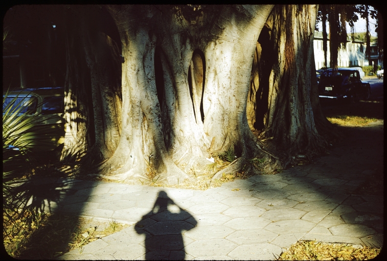 fat tree shadow